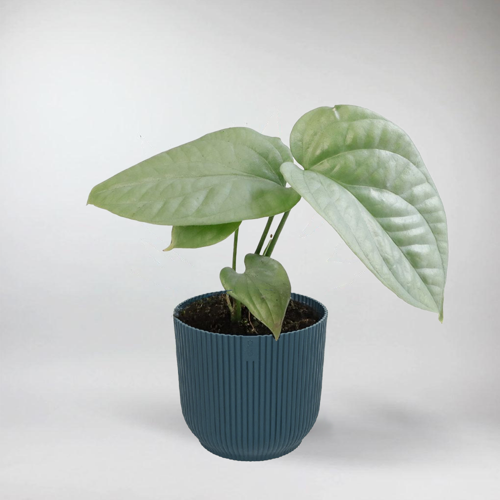 Mini Monstera Amydrium Medium Silver - Terrarium Plant