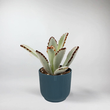Mini Kalanchoe Tomentosa - Terrarium Plant