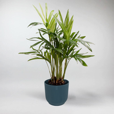 Mini Chamaedorea Elegans - Terrarium Plant
