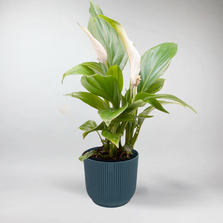 Mini Spathiphyllum - Terrarium Plant