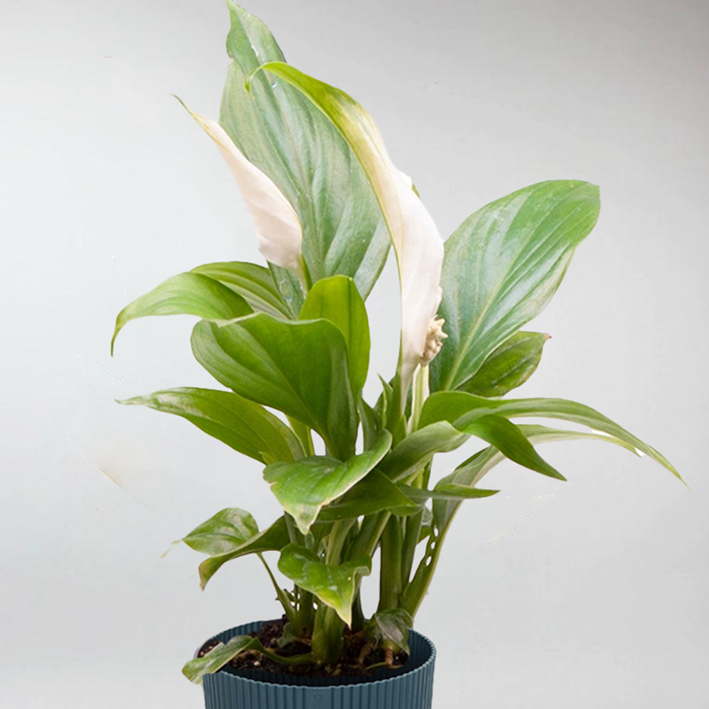 peace lily mini Miniature Peace Lily: Easy Terrarium Plant with Elegant Blooms – Bloombox Club Ireland
