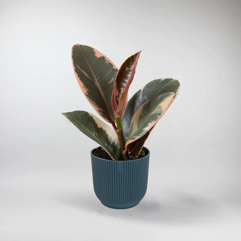 Mini Ficus Ficus Elastica 'Tineke' - Easy-Care, Beautiful Terrarium Plant ...