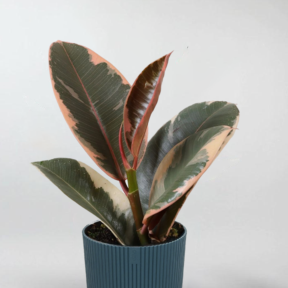 Mini Ficus Ficus Elastica 'Tineke' - Easy-Care, Beautiful Terrarium Plant ...
