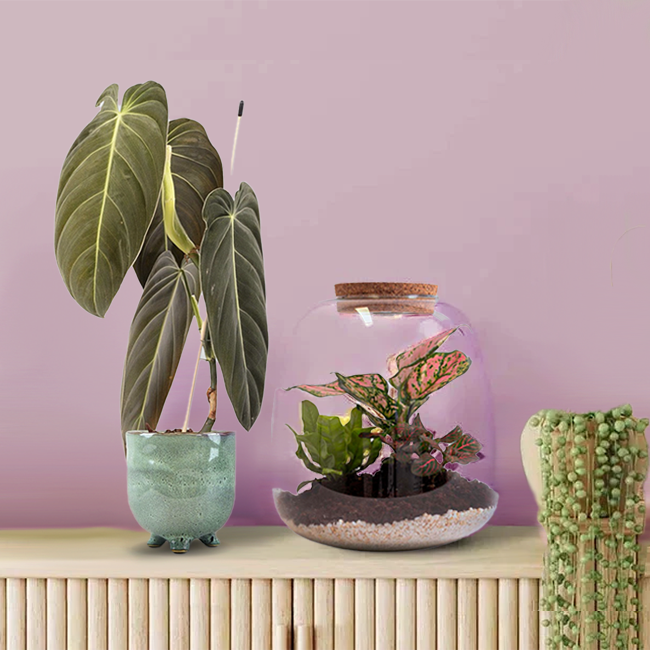 philodendron pink melanochrysum narrow plant Philodendron Melanochrysum: Stunning Heart Shaped Houseplant – Bloombox Club Ireland