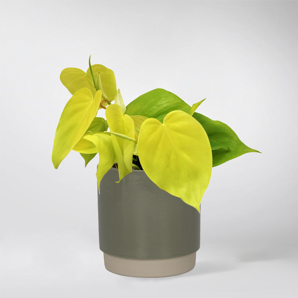 philodendron scandens lemon lime Philodendron Lemon Lime: Vibrant, Easy-Care Indoor Plant – Bloombox Club Ireland