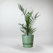 Pineapple Palm | Phoenix Canariensis