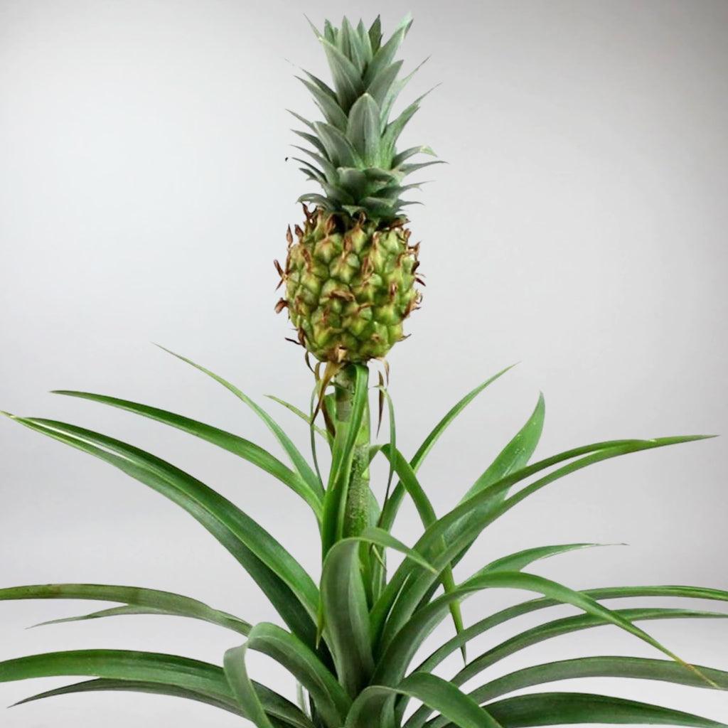 buy pineapple plant ireland Vibrant Pineapple Plant with Rosso Pot – Tropical Elegance – Bloombox Club Ireland
