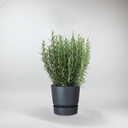 Rosemary Plant | Rosmarinus Officinalis