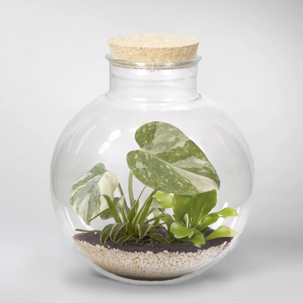 monstera deliciosa terrarium Monstera Thai Constellation: Miniature Terrarium Beauty