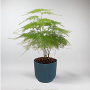 Mini Asparagus Plumosus | Asparagus Plumosus Terrarium Plant