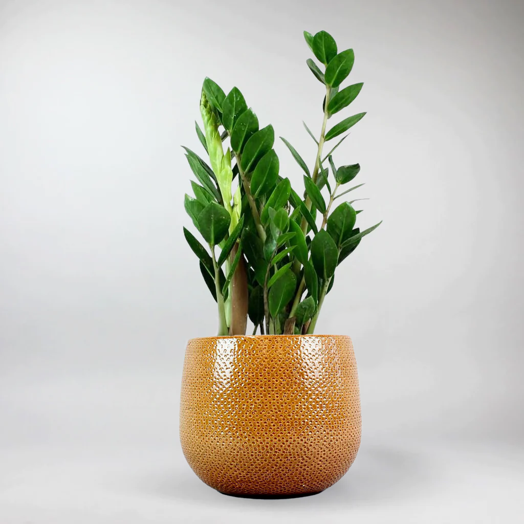 ochre plant pot Venti Ochre Plant Pot