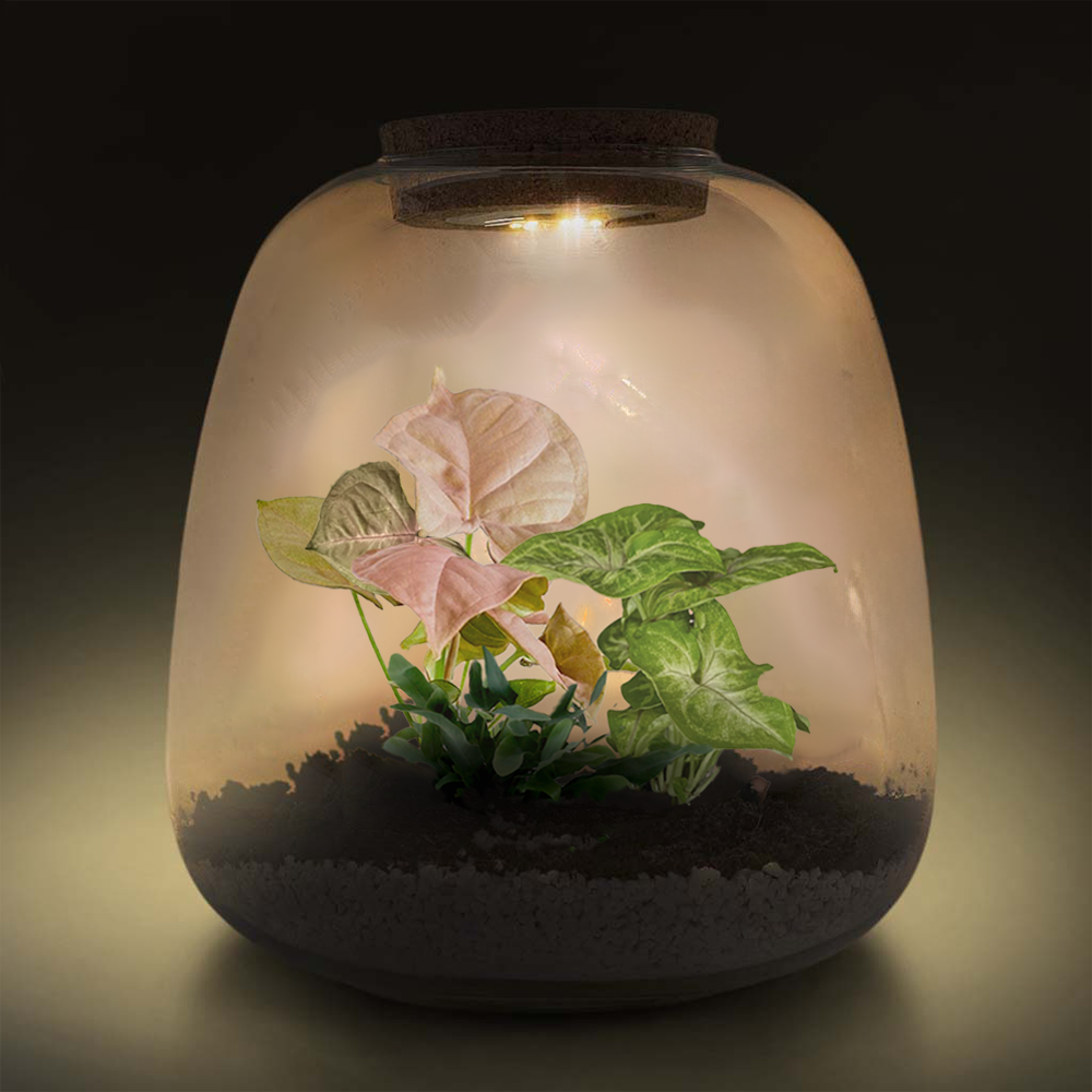 Valentine's Tropical Terrarium DIY Kit – Bloombox Club