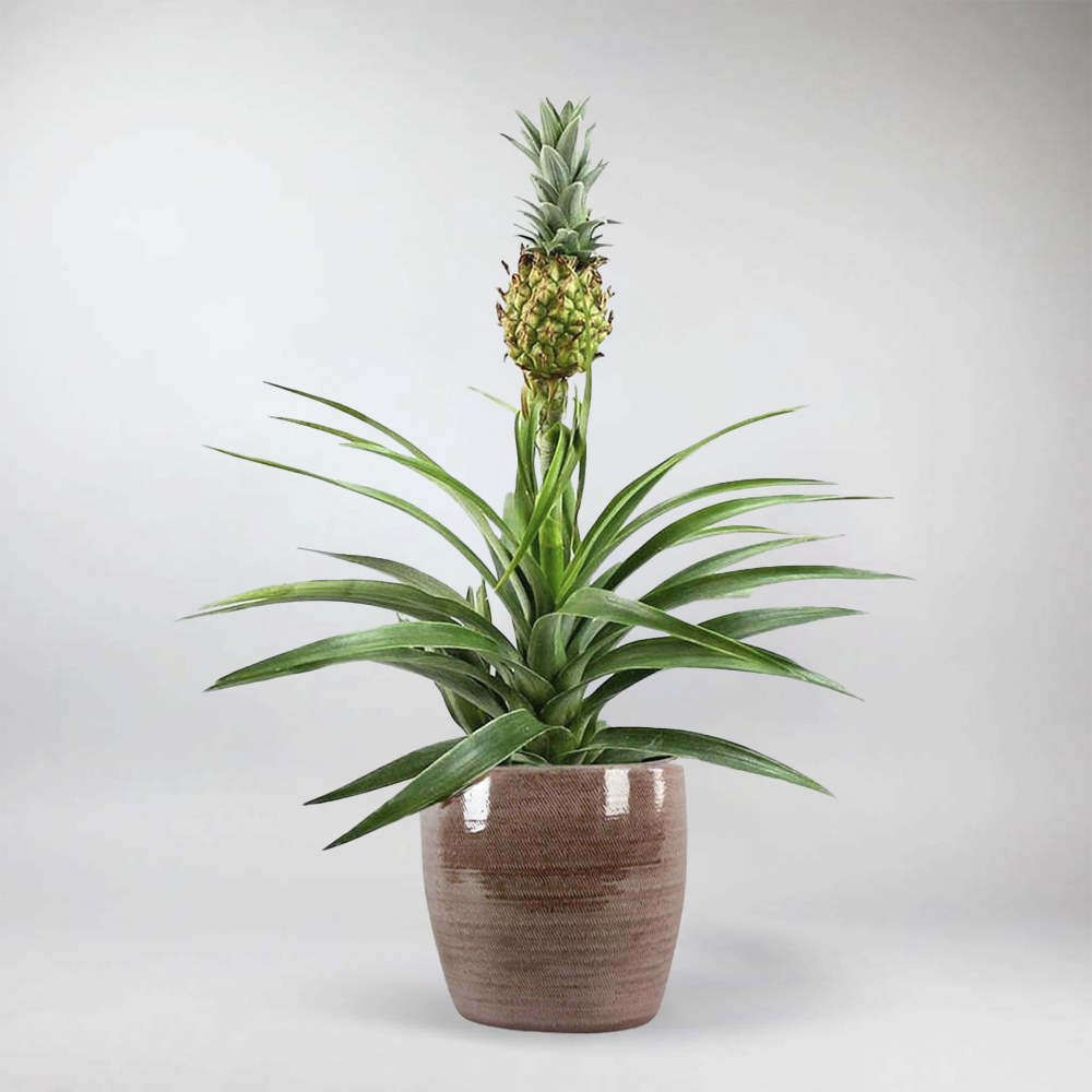 pineapple plant stop snoring Vibrant Pineapple Plant with Rosso Pot – Tropical Elegance – Bloombox Club Ireland