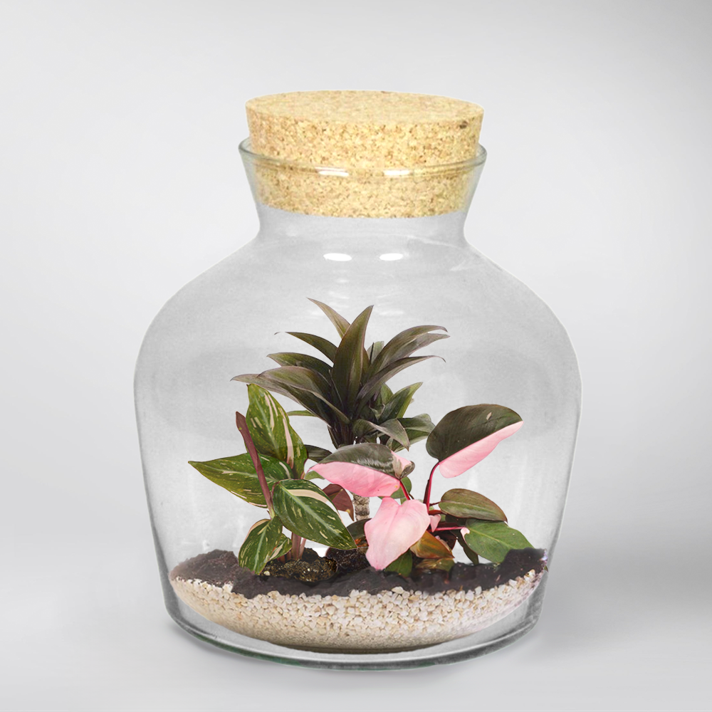 plantes tropicales terrarium Caribbean Pink Terrarium DIY Kit