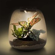 Amazonian Plant Terrarium DIY Kit | Build your Miniature Ecosystem