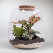 Amazonian Plant Terrarium DIY Kit | Build your Miniature Ecosystem