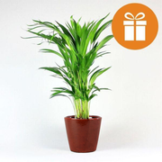 Plant Subscription Gift Card