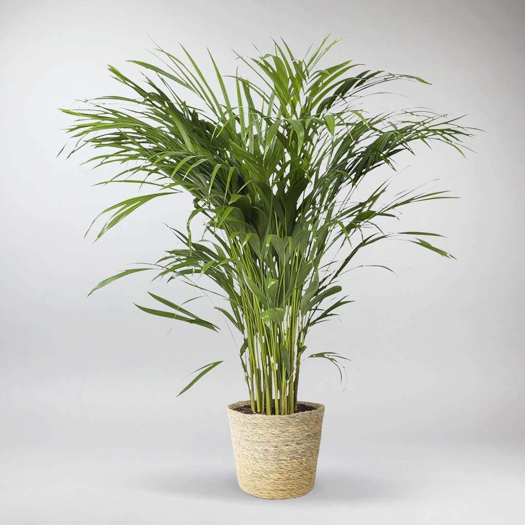 areca palm ireland Areca Palm: Lush Green Indoor Plant, Perfect for Large Rooms – Bloombox Club Ireland