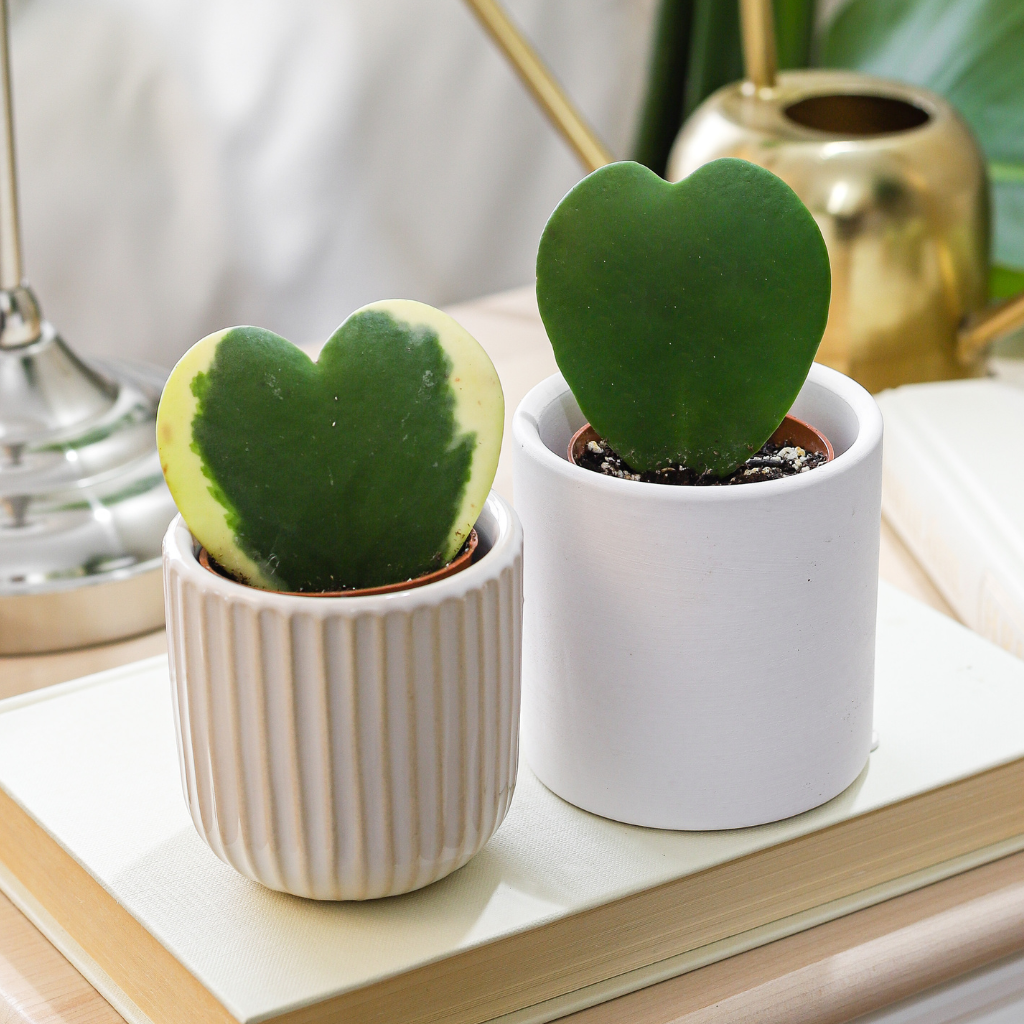 is hoya heart a succulent Hoya Kerrii: Sweetheart Succulent with Heart-Shaped Leaves – Bloombox Club Ireland