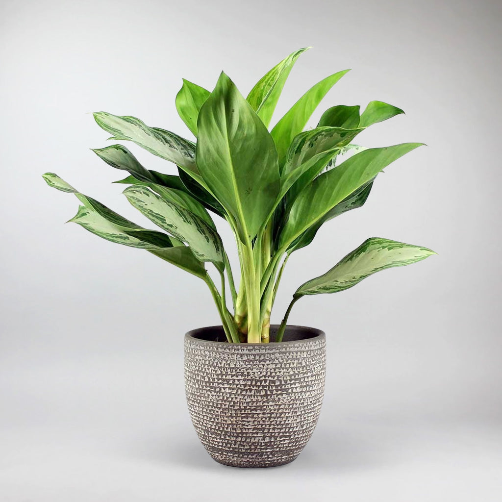 60cm chinese evergreen aglaonema 'silver bay Aglaonema