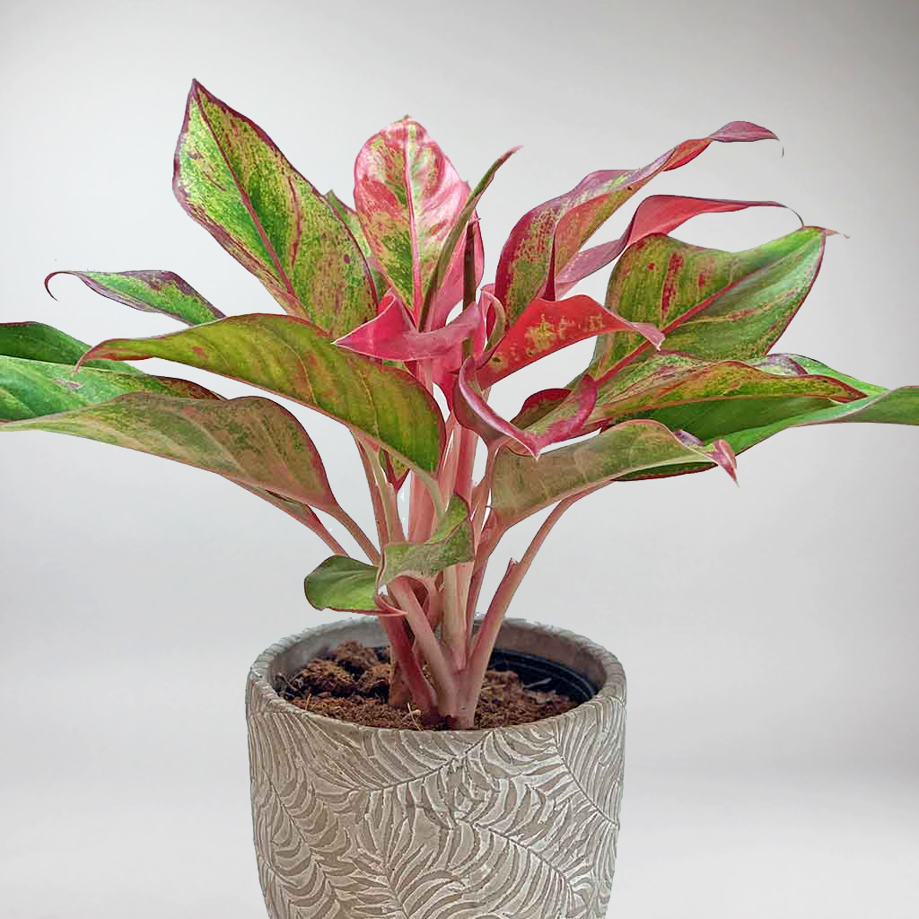aglaonema crete pink Aglaonema Crete: Vibrant Lucky Plant for Home & Office – Bloombox Club Ireland