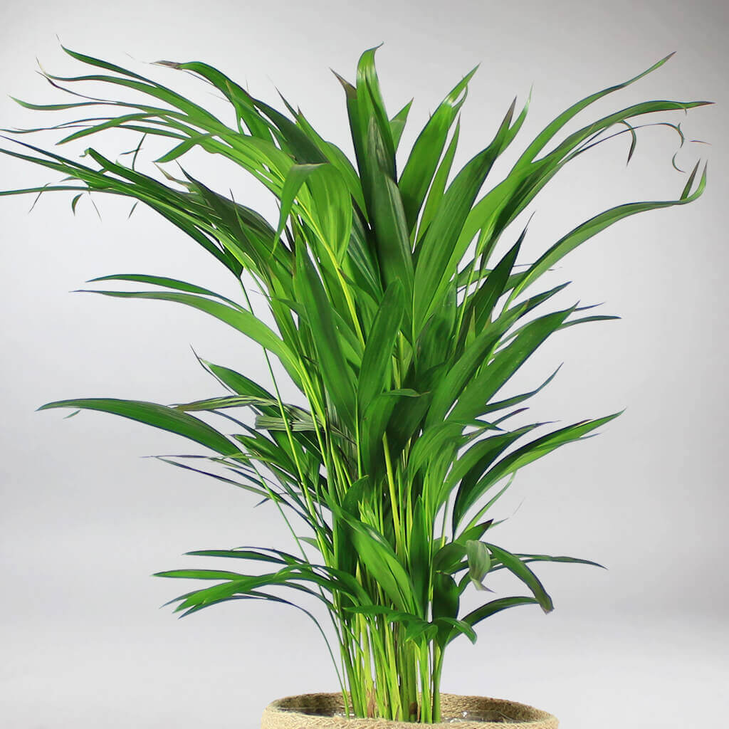 areca palm care indoor uk Areca Palm: Lush Green Indoor Plant, Perfect for Large Rooms – Bloombox Club Ireland