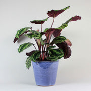 Calathea Medallion - Calathea Roseopicta 'Medallion'