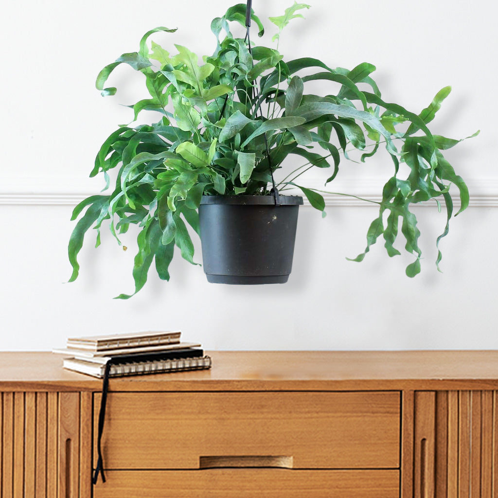 blue star fern hanging Blue Star Fern: Unique Blue-Green Leaves for Your Home – Bloombox Club Ireland