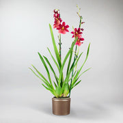 Cambria Orchid 'Nelly Iser' in Nano pot