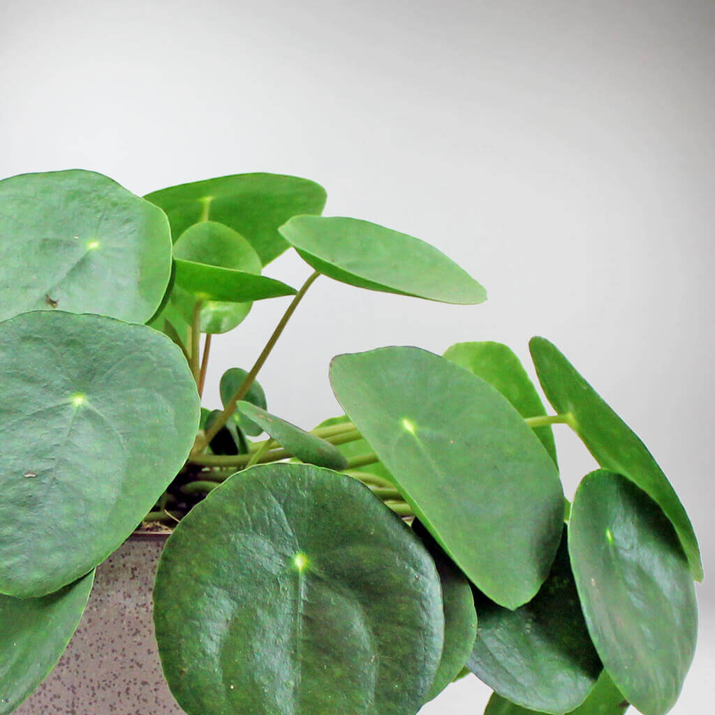 money plant ireland Chinese Money Plant: Stylish, Air-Purifying & Pet Safe Indoor Plant – Bloombox Club Ireland