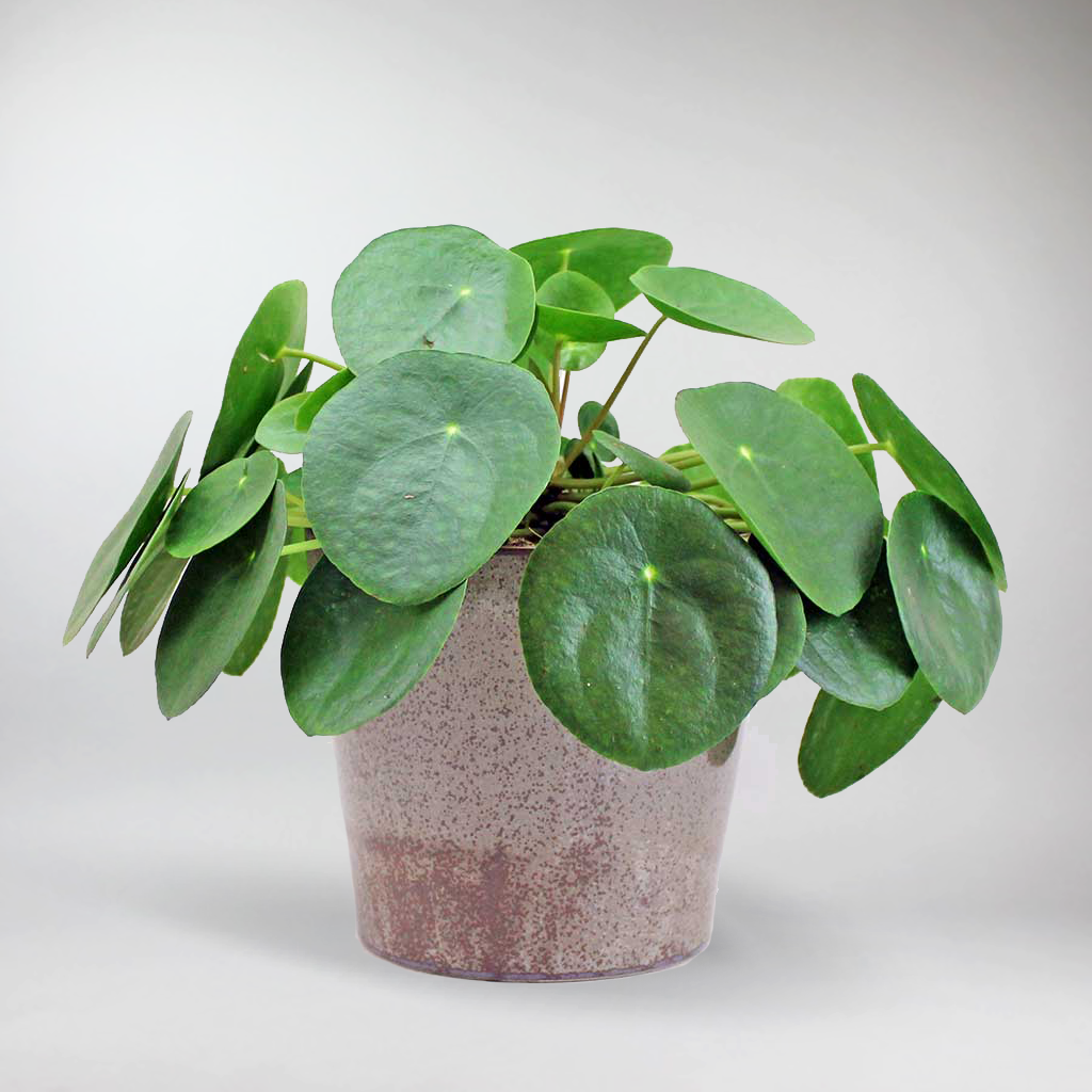 money plant ireland Chinese Money Plant: Stylish, Air-Purifying & Pet Safe Indoor Plant – Bloombox Club Ireland