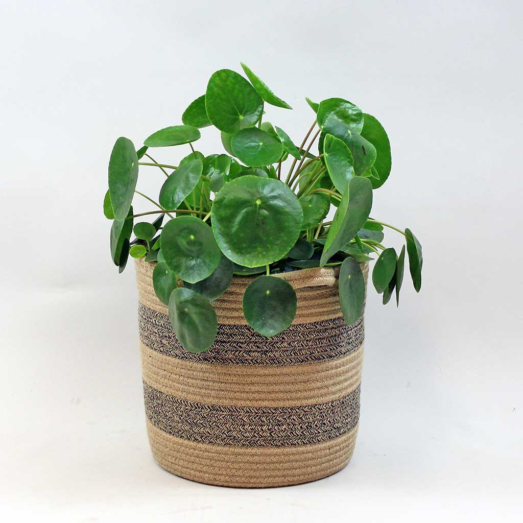 money plant ireland Chinese Money Plant: Stylish, Air-Purifying & Pet Safe Indoor Plant – Bloombox Club Ireland