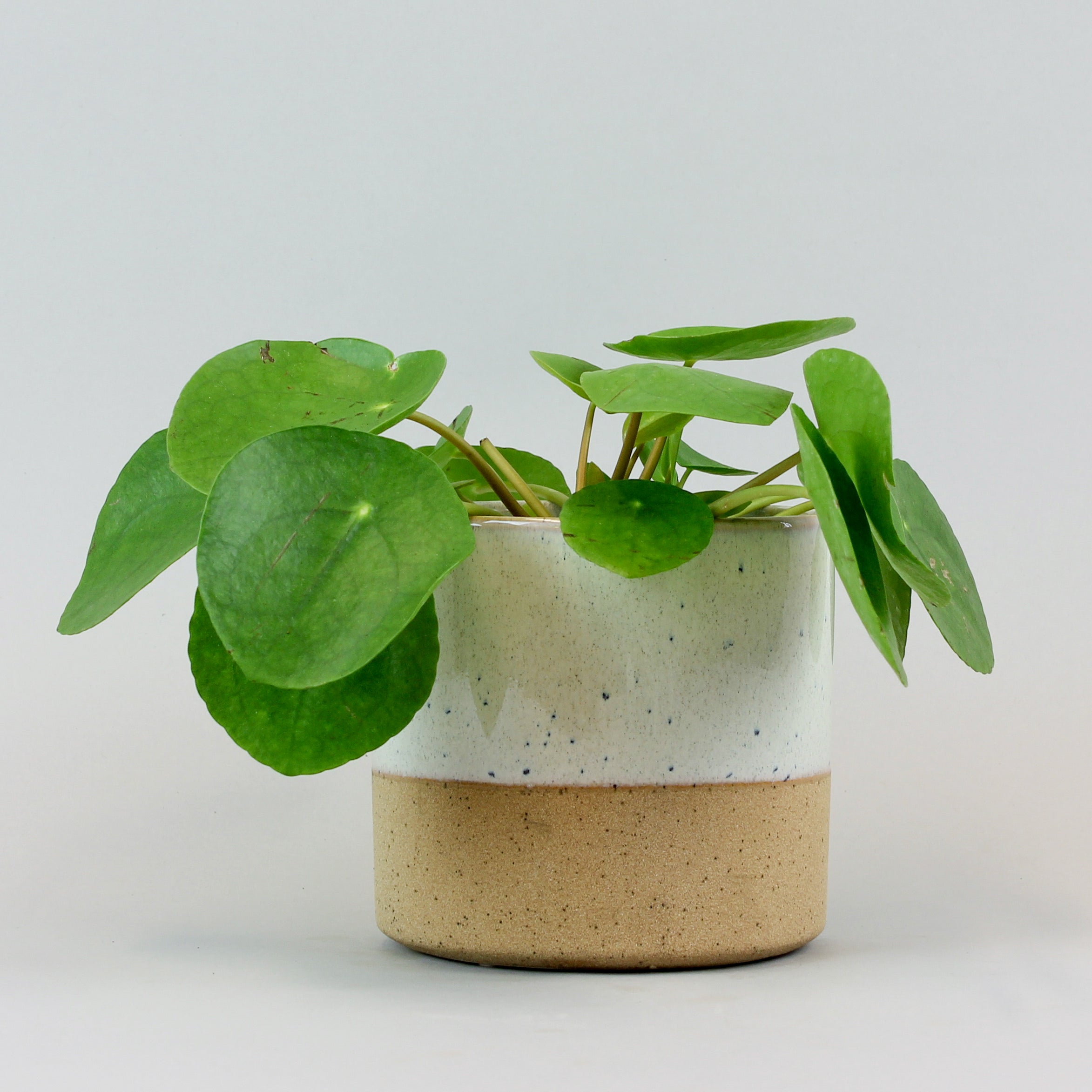 money plant ireland Chinese Money Plant: Stylish, Air-Purifying & Pet Safe Indoor Plant – Bloombox Club Ireland