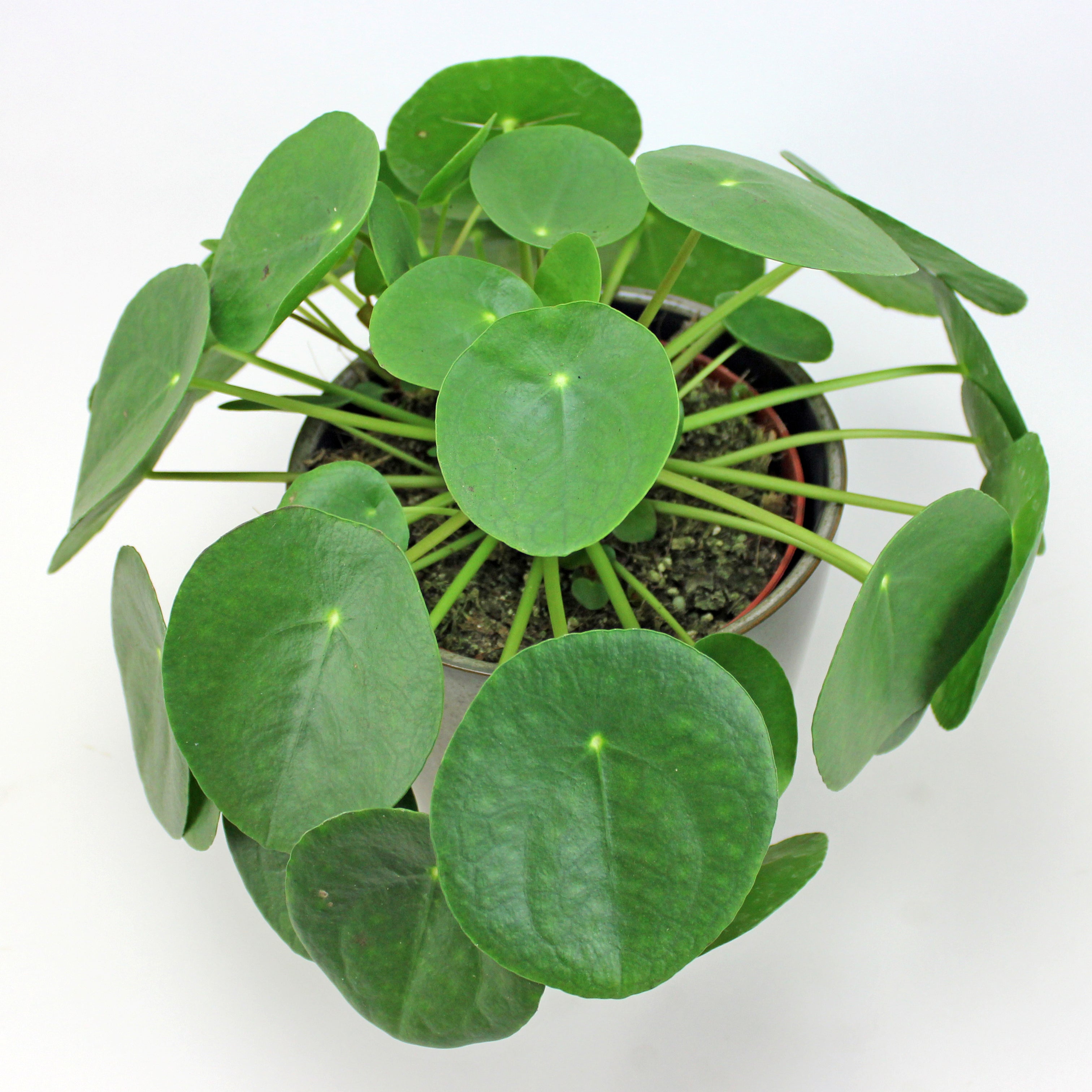 money plant ireland Chinese Money Plant: Stylish, Air-Purifying & Pet Safe Indoor Plant – Bloombox Club Ireland