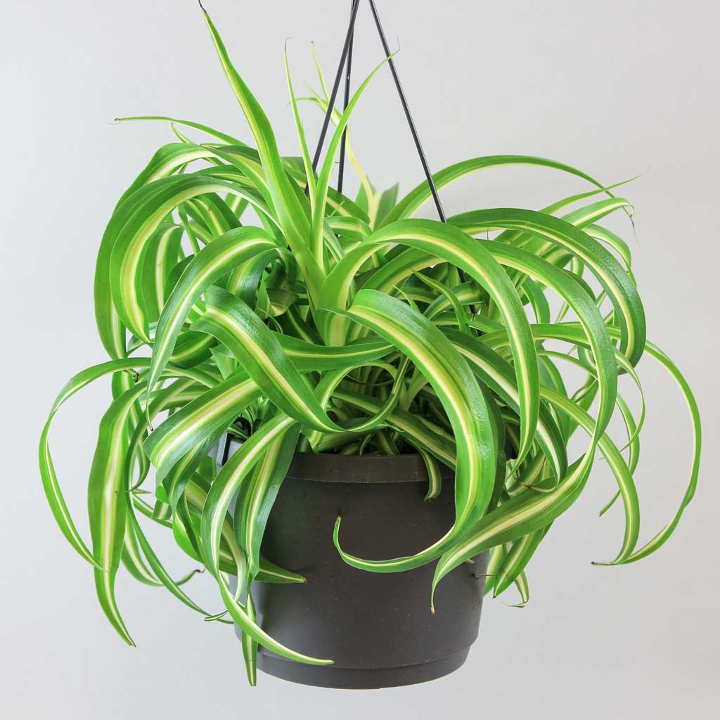 bonnie curly spider plant easy to grow clean air plant Curly Spider Plant 'Bonnie': Easy-Care Air-Purifying Plant – Bloombox Club Ireland