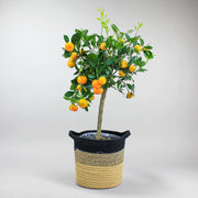 Calamondin Orange Tree - Citrus Delight for Homegrown Freshness
