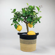 Lemon Tree - Citrus indoor plant Charm