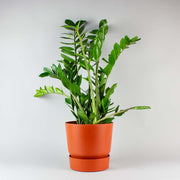 ZZ Plant | Zamioculcas Zamiifolia