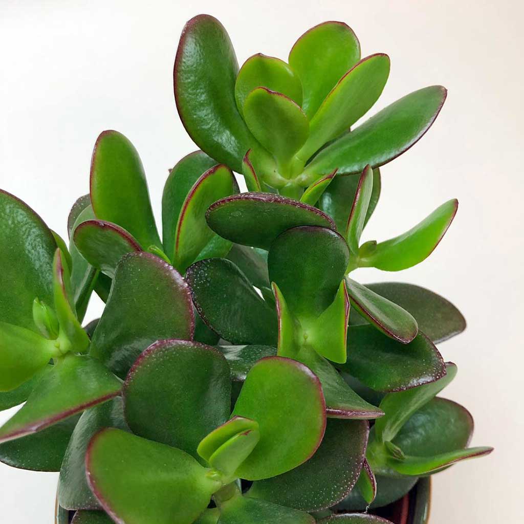 plante de jade Jade Succulent – Lucky Plant for Wealth, Harmony & Low Care – Bloombox Club Ireland