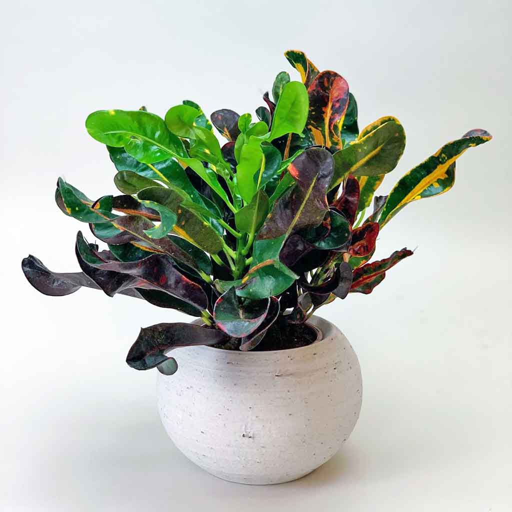croton mammy starter Croton Mammy: Spiraling Foliage & Botanical Splendor – Bloombox Club Ireland