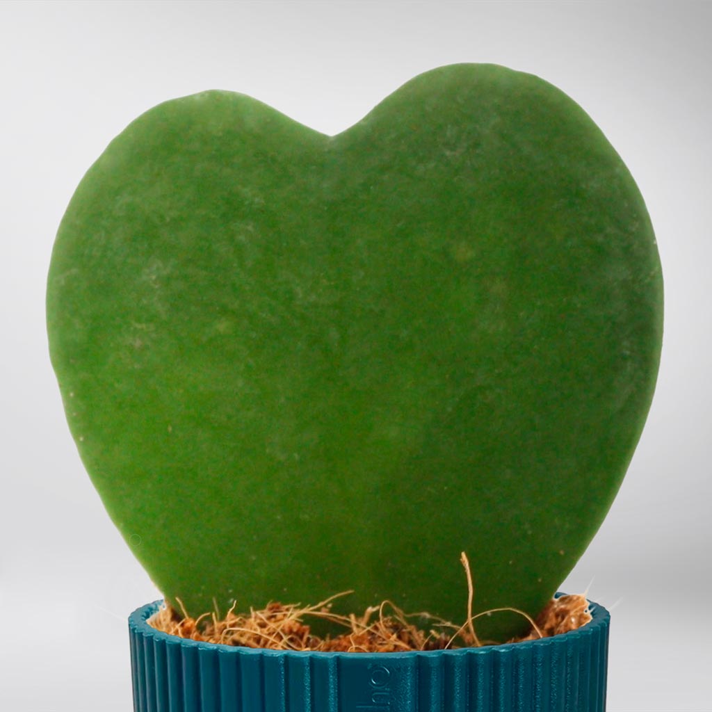double heart succulent Hoya Kerrii: Sweetheart Succulent with Heart-Shaped Leaves – Bloombox Club Ireland