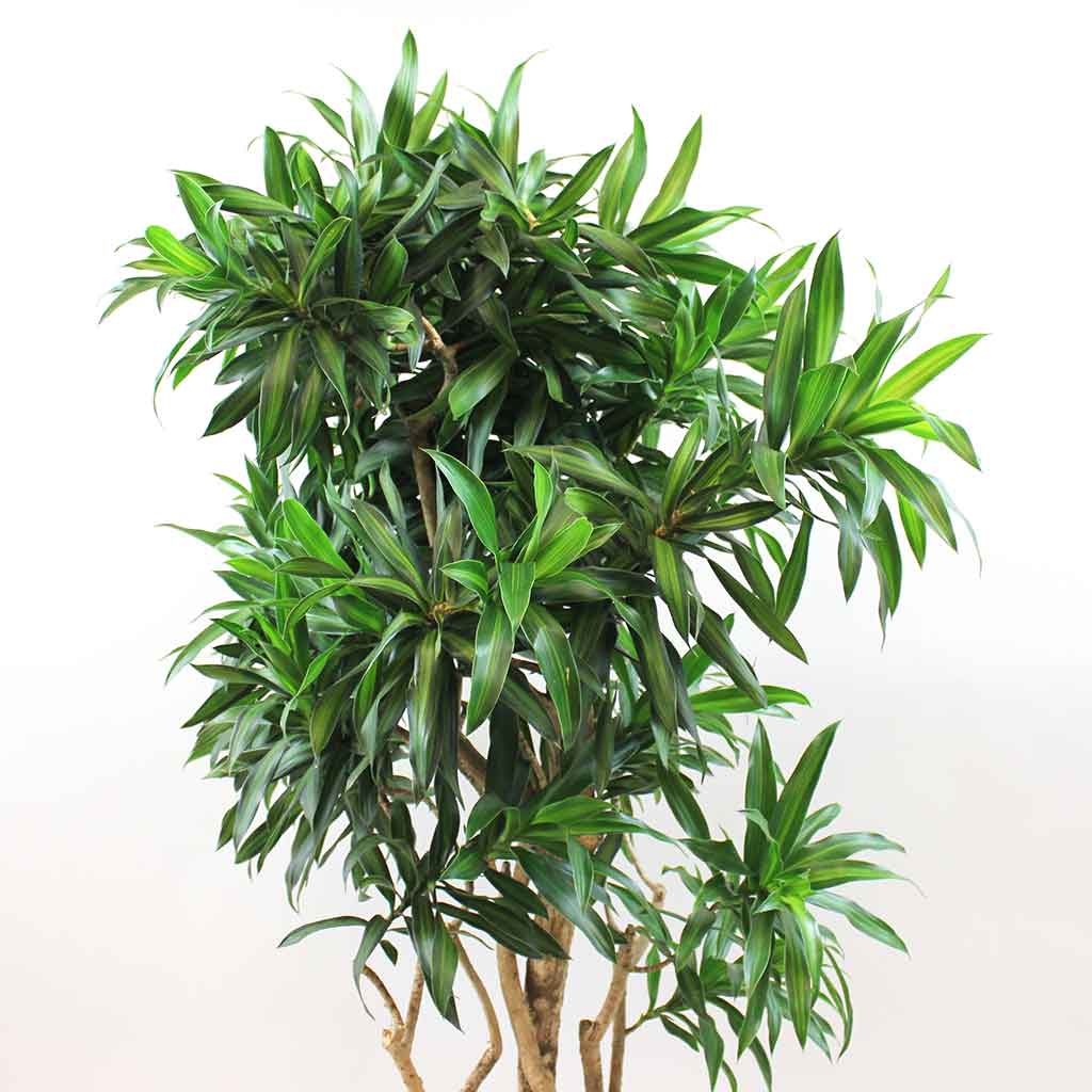 dracaena reflexa pflege Dracaena Song of Jamaica: Large Indoor Plant with Impact – Bloombox Club Ireland