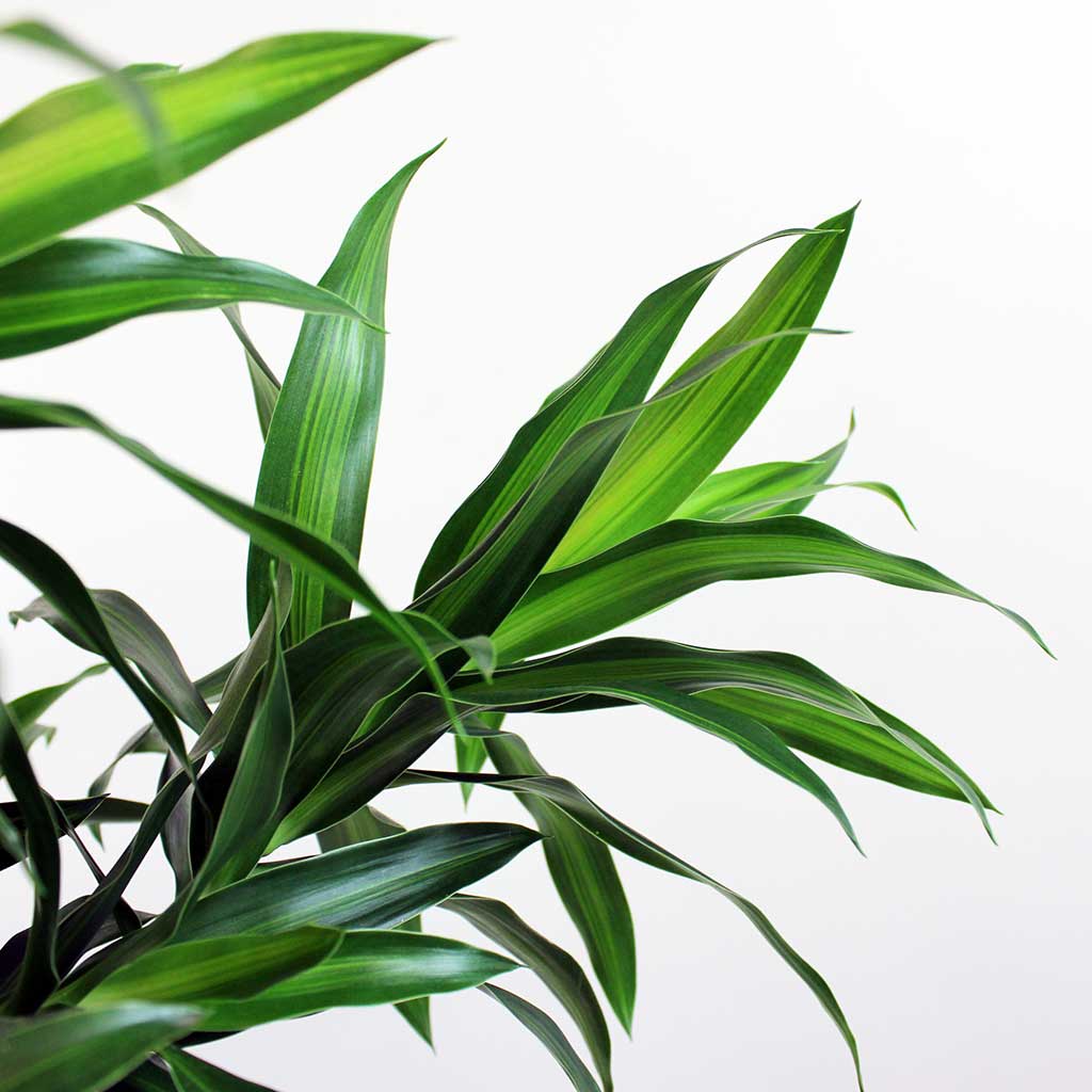 dracaena song of jamaica plant Dracaena Song of Jamaica: Large Indoor Plant with Impact – Bloombox Club Ireland