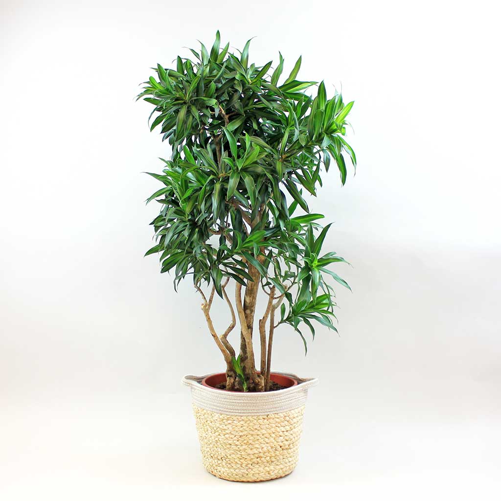 dracaena pleomele song of jamaica Dracaena Song of Jamaica: Large Indoor Plant with Impact – Bloombox Club Ireland