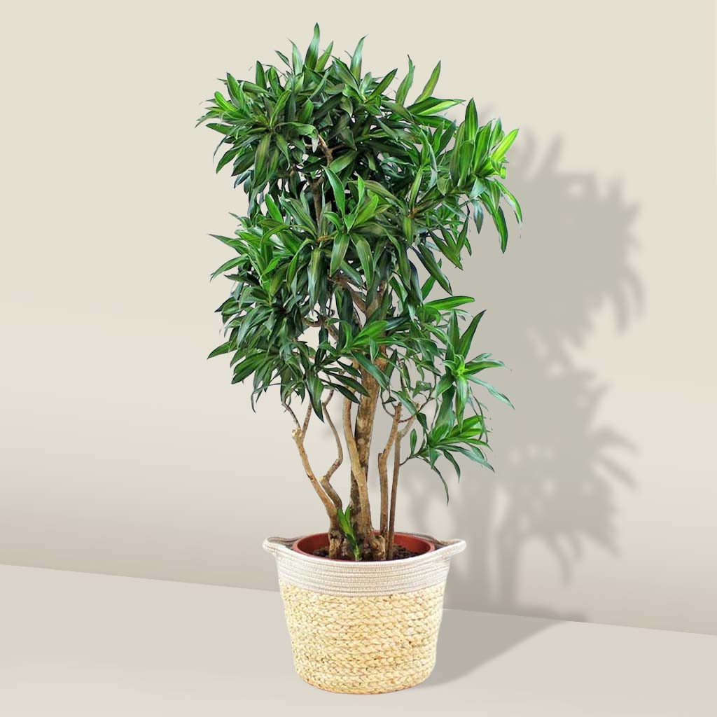dracaena reflexa jamaica Dracaena Song of Jamaica: Large Indoor Plant with Impact – Bloombox Club Ireland