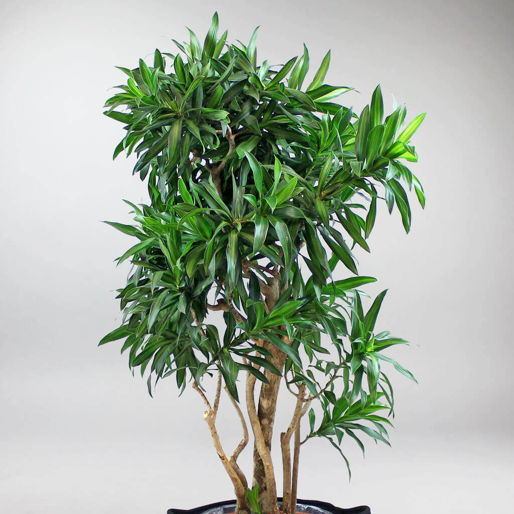 dracaena song of jamaica Dracaena Song of Jamaica: Large Indoor Plant with Impact – Bloombox Club Ireland