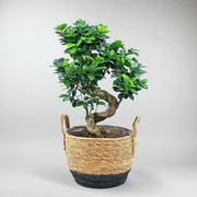 Bonsai Ficus 'Ginseng' - Miniature Zen Plant