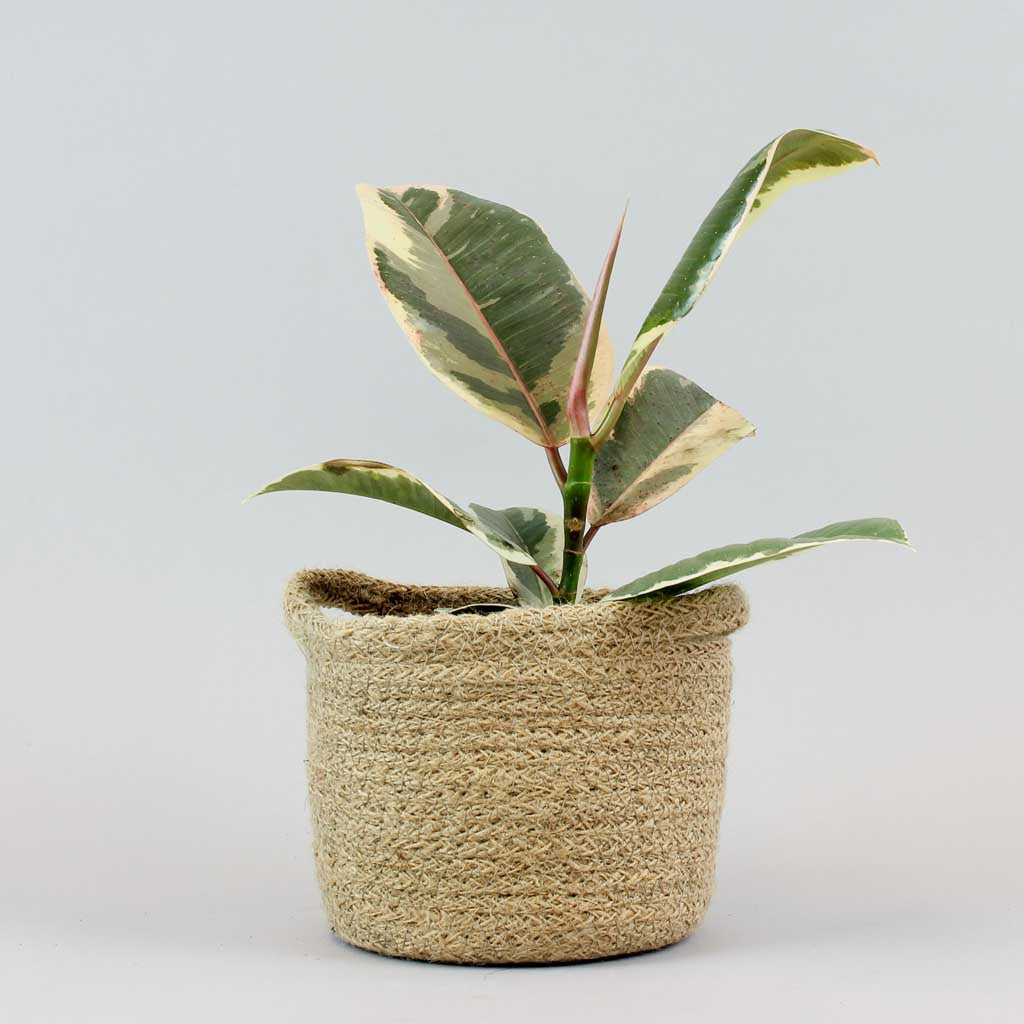ficus elastica Tineke in a beige basket 