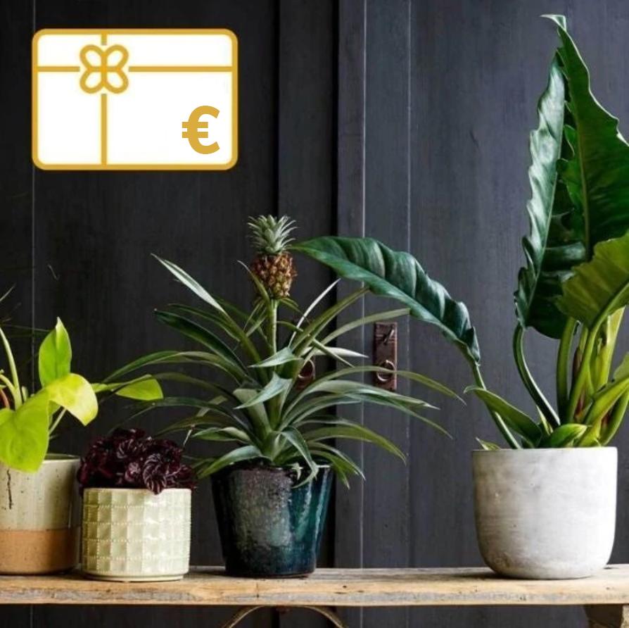 Gift Vouchers for Plants - The Perfect gift for Plant Lovers