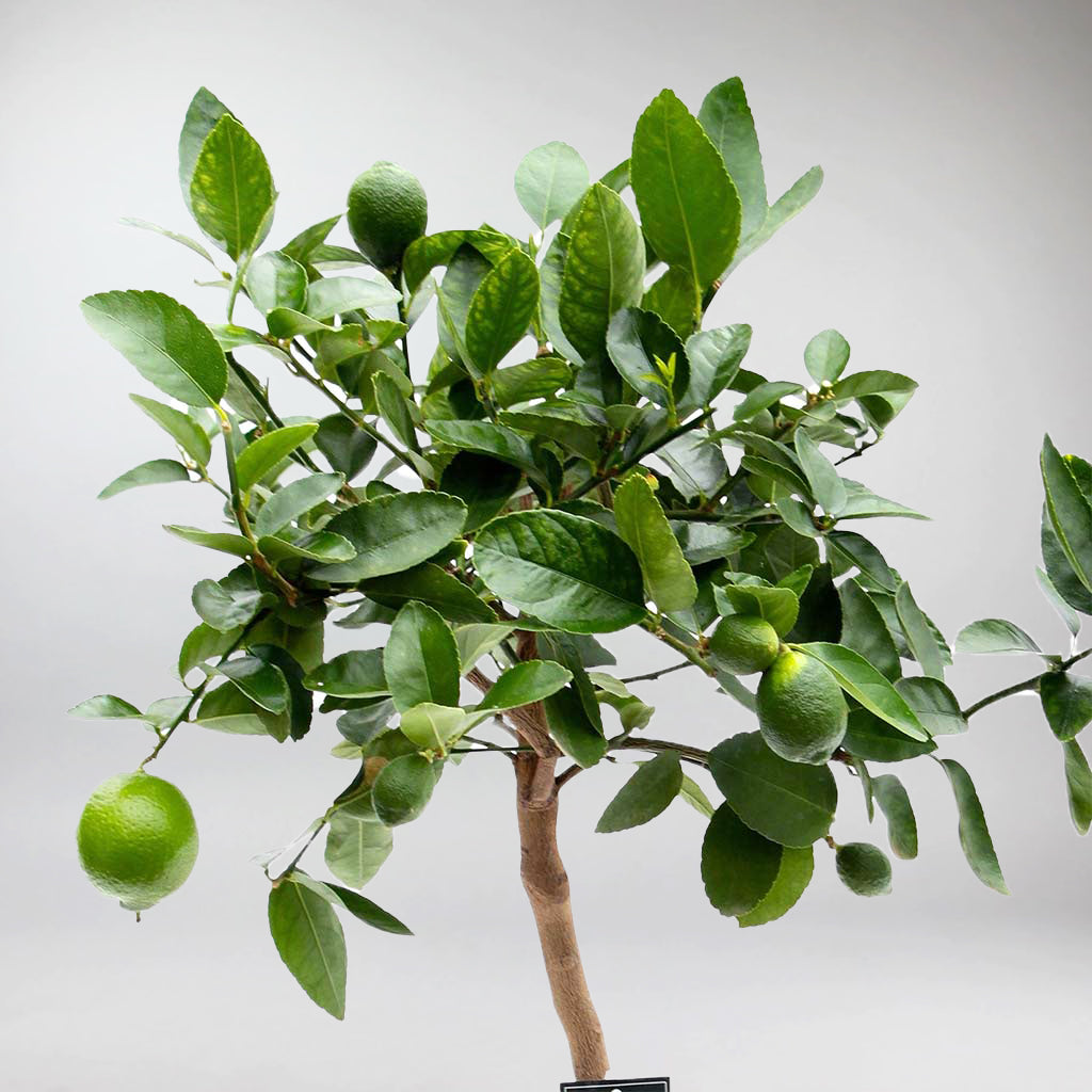 Grow Fresh Citrus Indoors with a Beautiful Lime Tree – Bloombox Club ...
